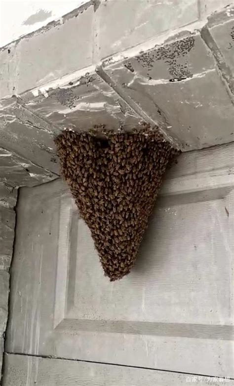 蜜蜂来家里筑巢是好事吗 測公司名